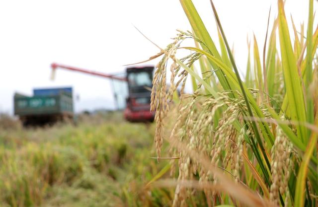 晚稻 丰收 涟源 