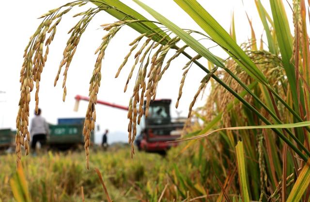 晚稻 丰收 涟源 