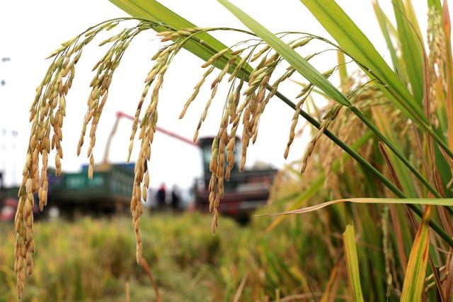 晚稻 丰收 涟源 