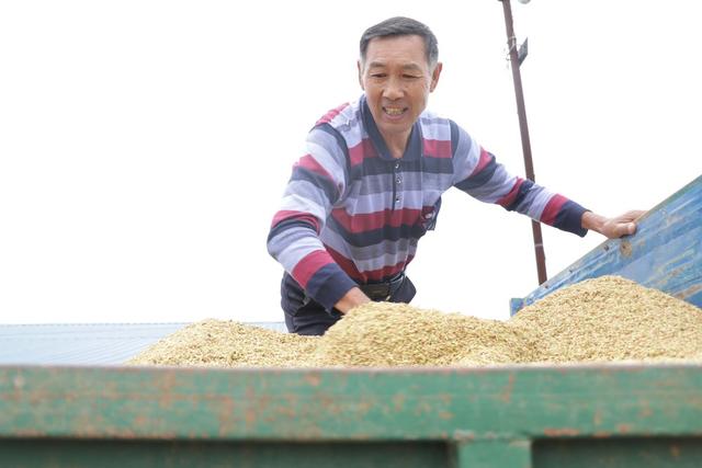 晚稻 丰收 涟源 