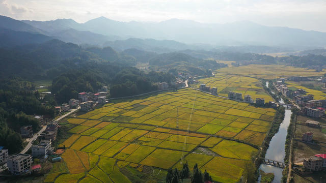 农业 农村 秋收 丰收 金秋 立冬 晚稻 美丽乡村 乡村振兴
