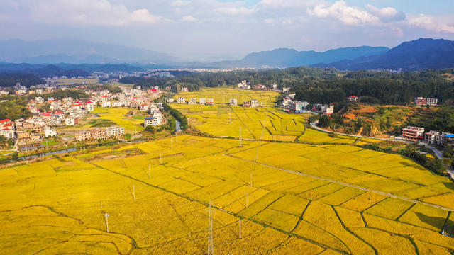 农业 农村 秋收 丰收 金秋 立冬 晚稻 美丽乡村 乡村振兴