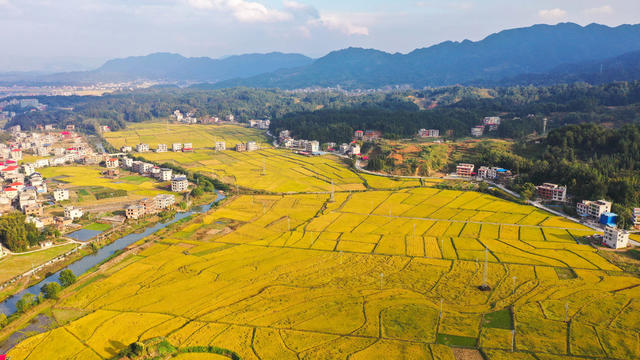 农业 农村 秋收 丰收 金秋 立冬 晚稻 美丽乡村 乡村振兴