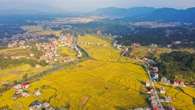 农业 农村 秋收 丰收 金秋 立冬 晚稻 美丽乡村 乡村振兴