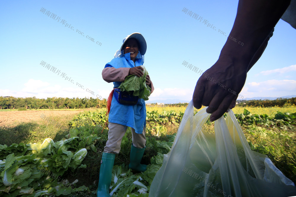 湖南 湘西 龙山 菜农 蔬菜 种植 区域优势 新鲜 销售 增收