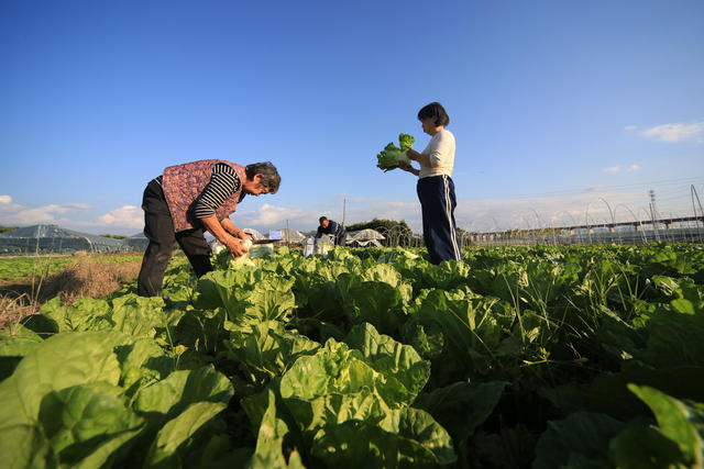 湖南 湘西 龙山 菜农 蔬菜 种植 区域优势 新鲜 销售 增收