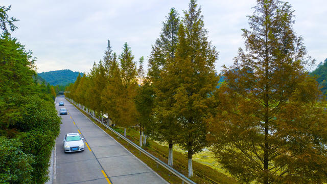 公路、交通、农村公路、风景、绿化