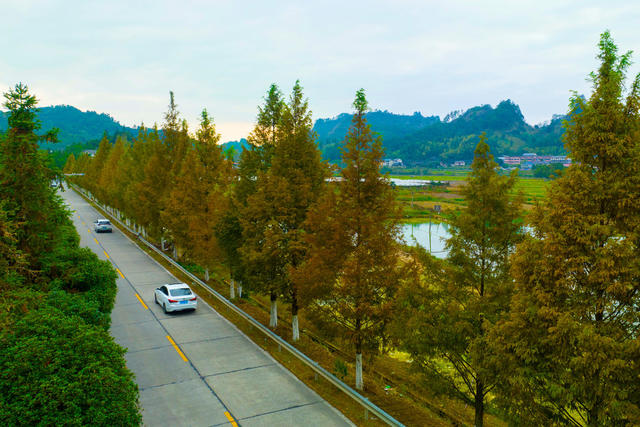 公路、交通、农村公路、风景、绿化