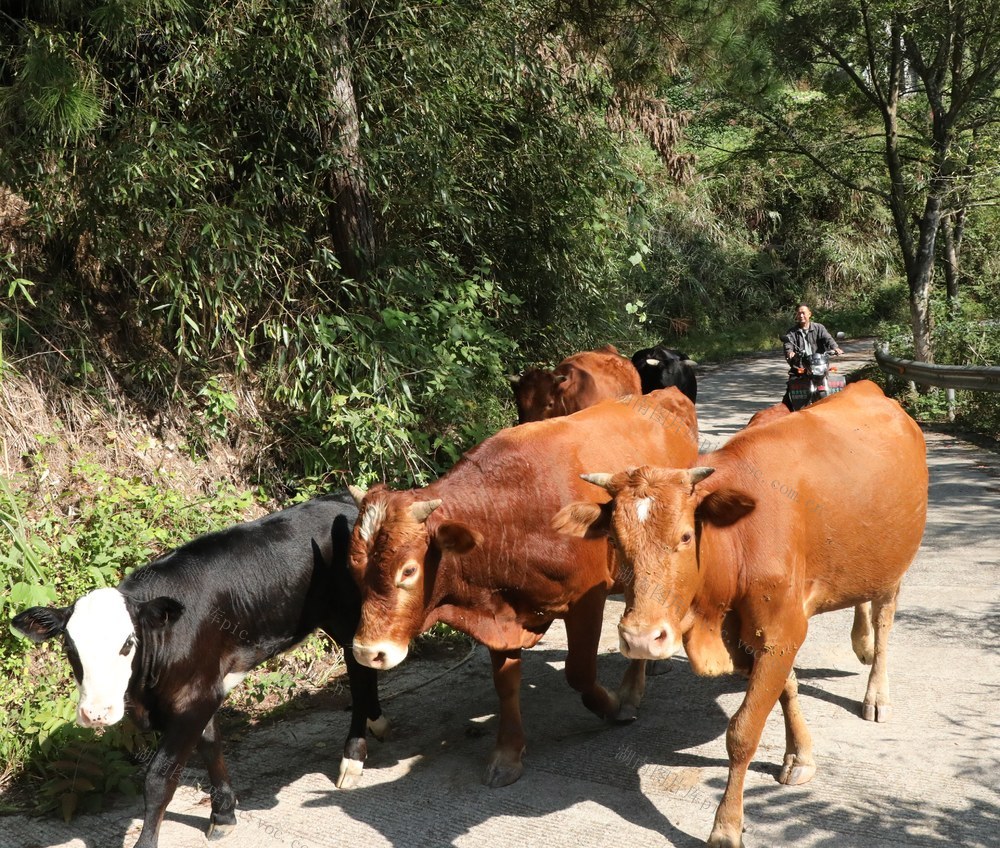  生态养殖黄牛助农增收