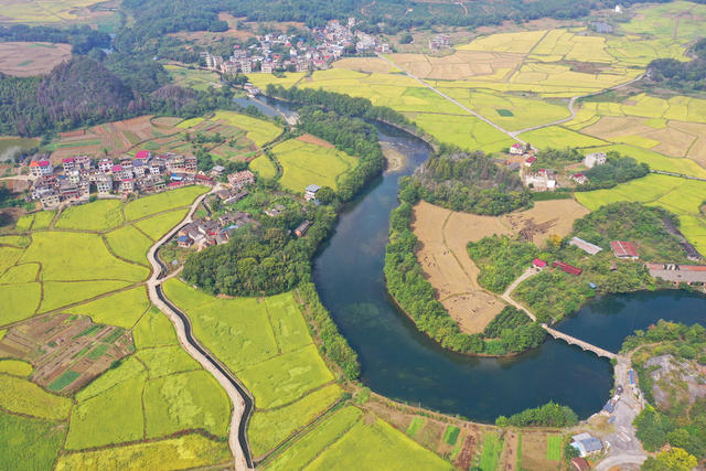 晚稻 乡村 美景