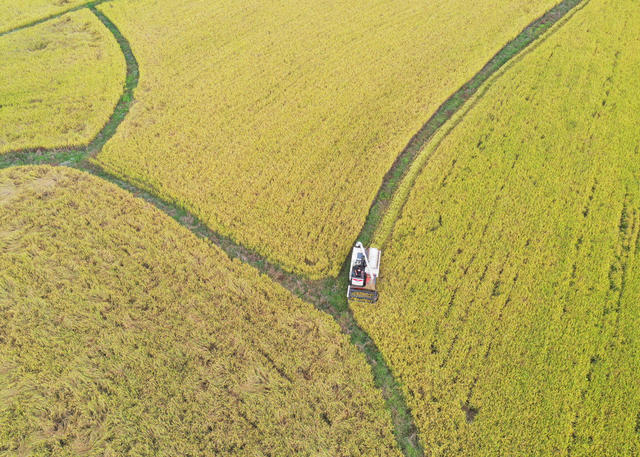 晚稻 收割