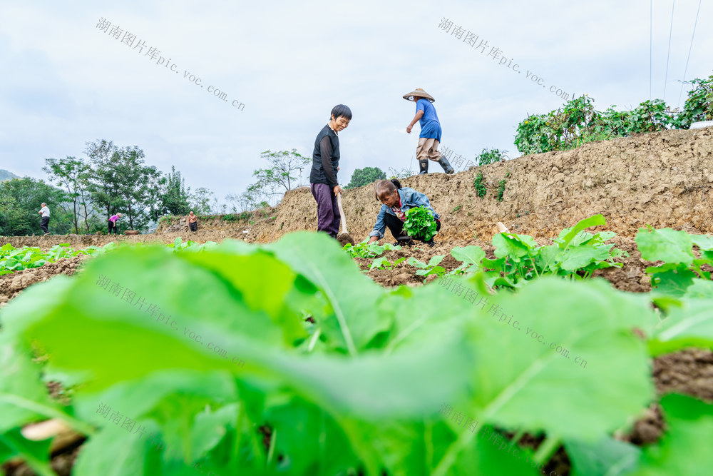 秋种  油菜