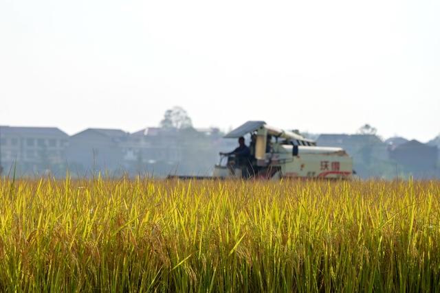晚稻 粮食生产  丰收  金秋  收割机