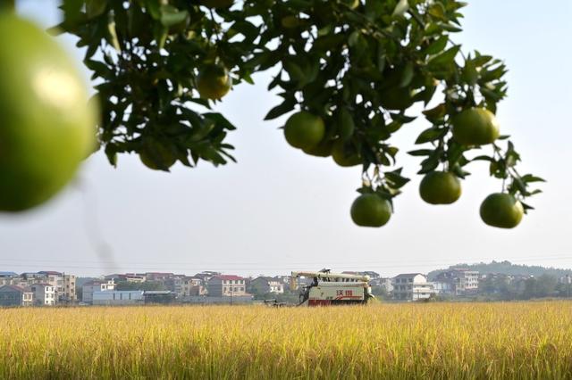 晚稻 粮食生产  丰收  金秋  收割机