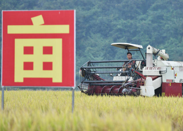 嘉禾：阴雨间隙  抢收晚稻