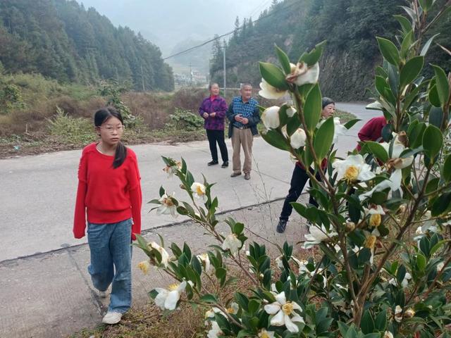 茶花  盛开 游客 打卡