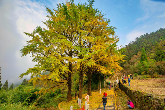 秋色  旅游