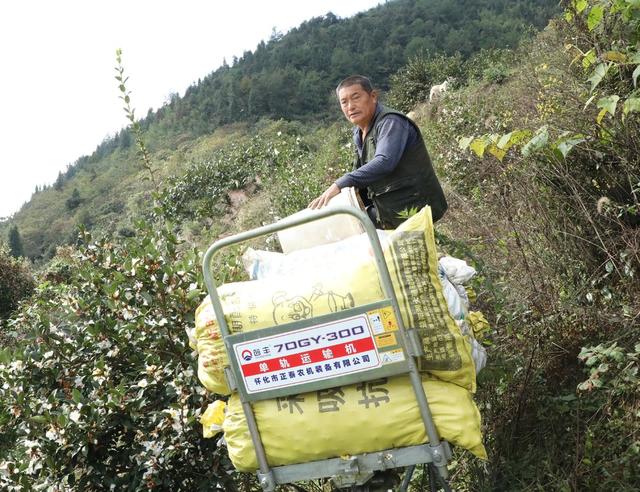  金秋油茶果喜获丰收