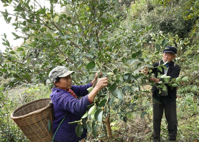  金秋油茶果喜获丰收