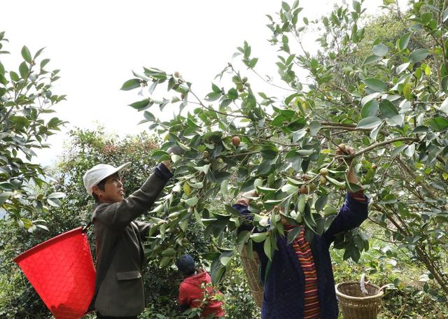  金秋油茶果喜获丰收