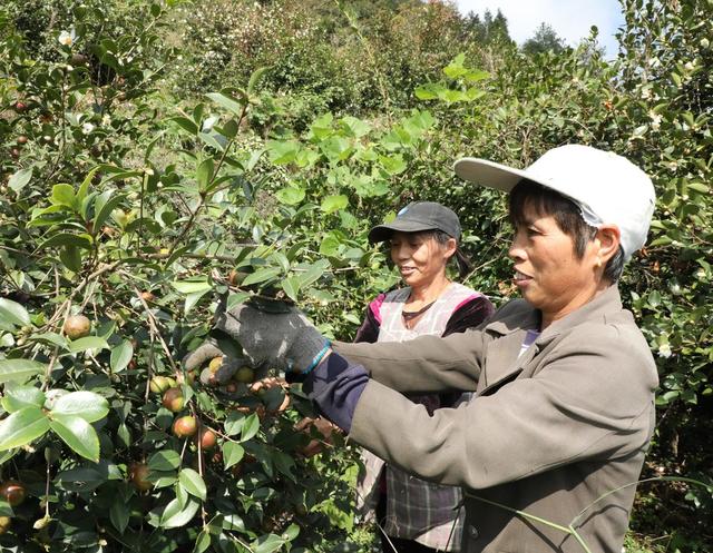  金秋油茶果喜获丰收