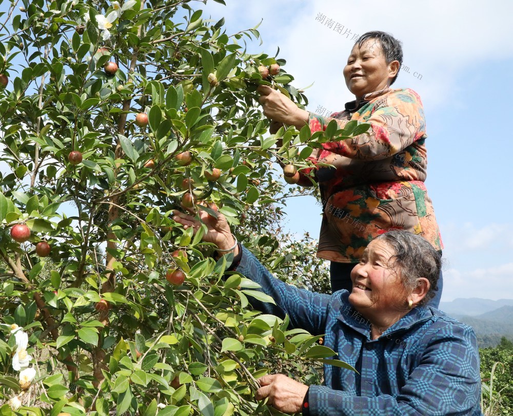  金秋油茶果喜获丰收