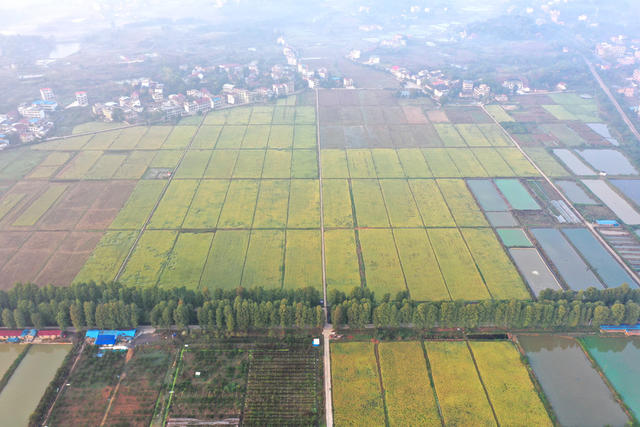 金秋  田园  风光  水稻  丰收  风景   画卷