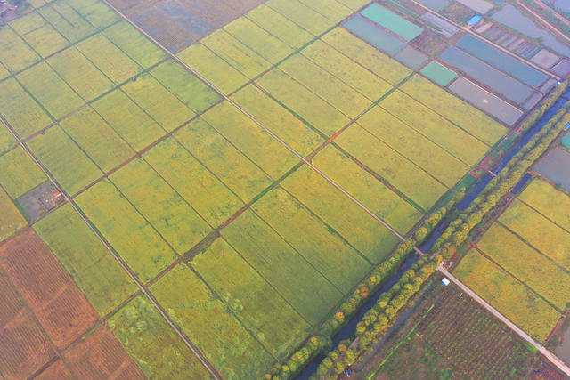 金秋  田园  风光  水稻  丰收  风景   画卷