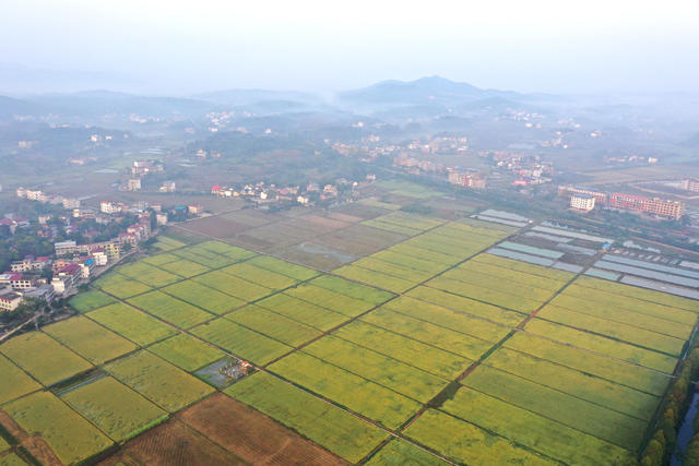 金秋  田园  风光  水稻  丰收  风景   画卷