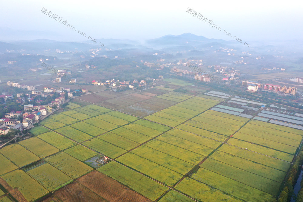 金秋  田园  风光  水稻  丰收  风景   画卷