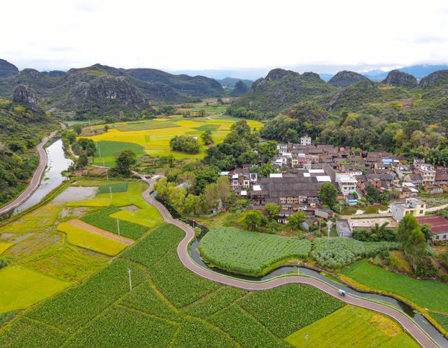 秋景  稻田  丰收  田园