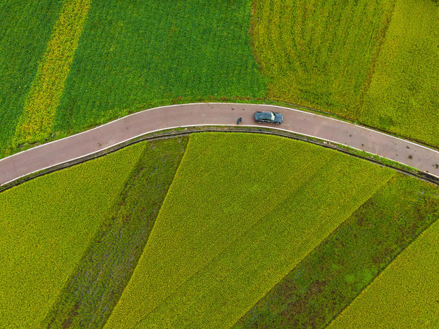 秋景  稻田  丰收  田园