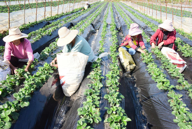 农业  秋冬种植  草莓  老叶摘除  养分供给  节本增效