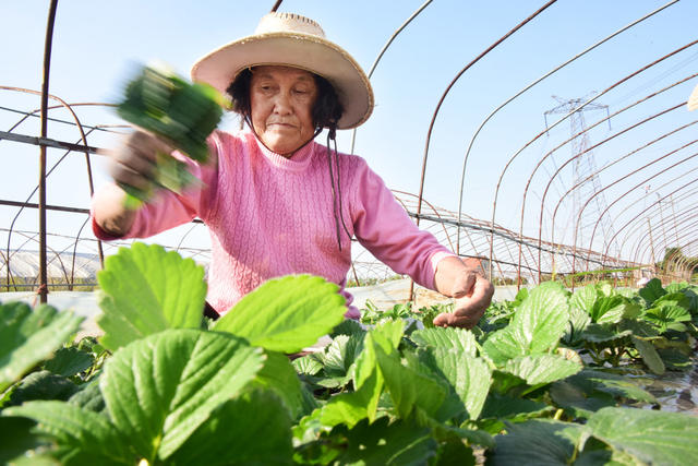 农业  秋冬种植  草莓  老叶摘除  养分供给  节本增效