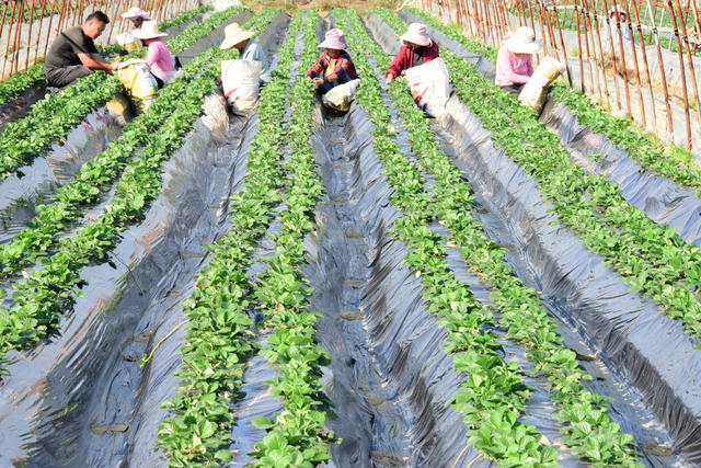 农业  秋冬种植  草莓  老叶摘除  养分供给  节本增效