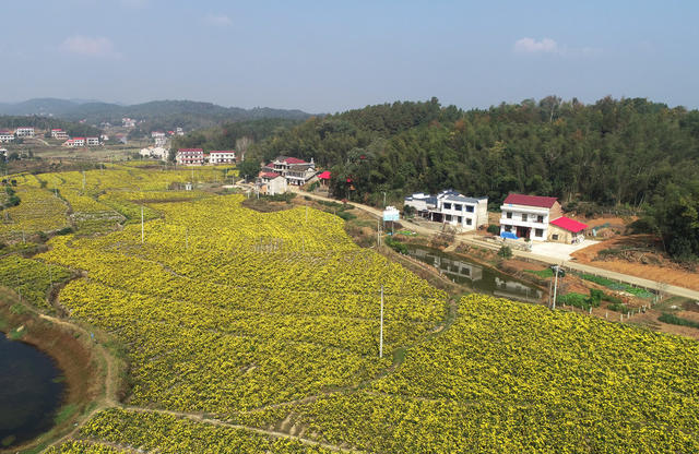 菊花  乡村振兴  产业发展  农民增收 就业  合作社  示范基地  中药材
