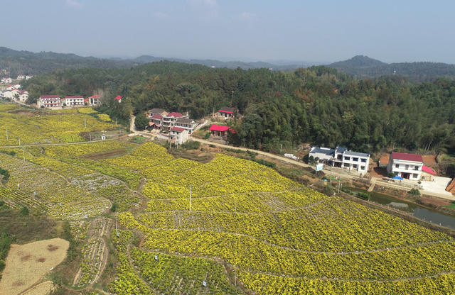 菊花  乡村振兴  产业发展  农民增收 就业  合作社  示范基地  中药材