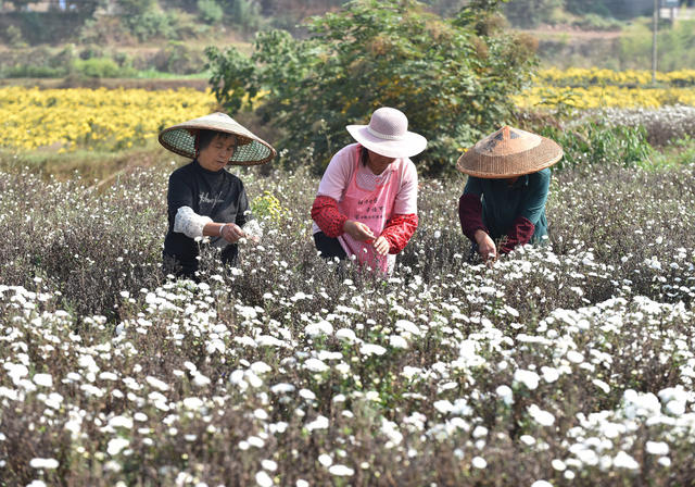 菊花  乡村振兴  产业发展  农民增收 就业  合作社  示范基地  中药材