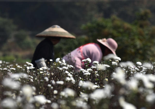菊花  乡村振兴  产业发展  农民增收 就业  合作社  示范基地  中药材