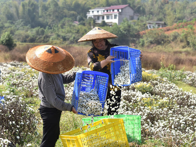 菊花  乡村振兴  产业发展  农民增收 就业  合作社  示范基地  中药材