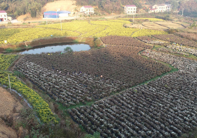 菊花  乡村振兴  产业发展  农民增收 就业  合作社  示范基地  中药材