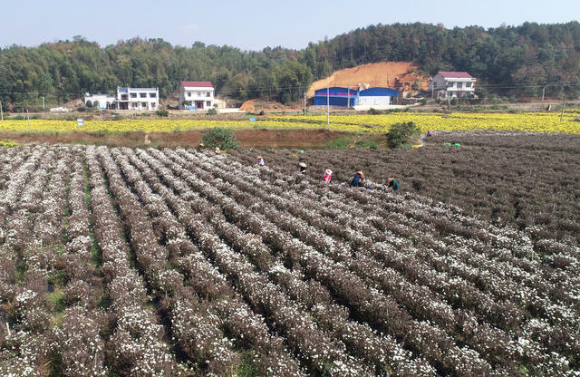 菊花  乡村振兴  产业发展  农民增收 就业  合作社  示范基地  中药材