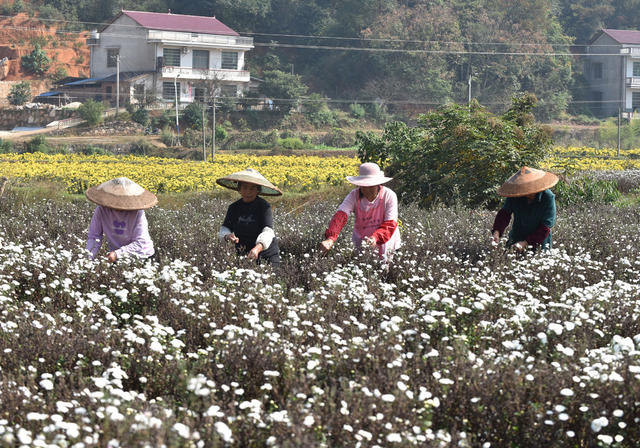 菊花  乡村振兴  产业发展  农民增收 就业  合作社  示范基地  中药材