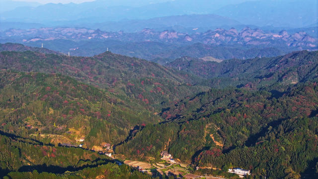 秋天、景色、红叶、林业、