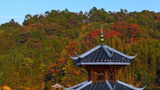 秋天、景色、红叶、林业、