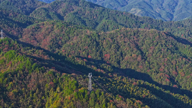 秋天、景色、红叶、林业、