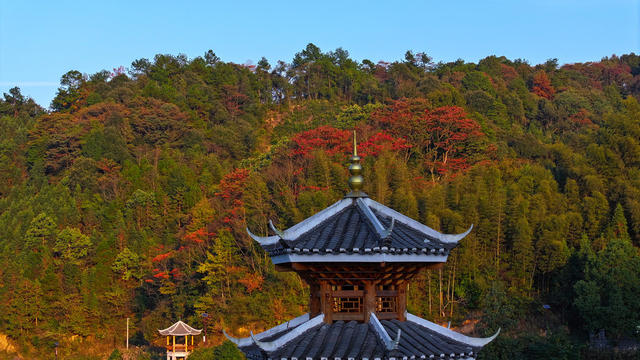 秋天、景色、红叶、林业、