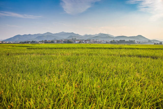 美丽乡村 稻田 村庄 乡间 风景 秋天