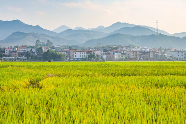美丽乡村 稻田 村庄 乡间 风景 秋天