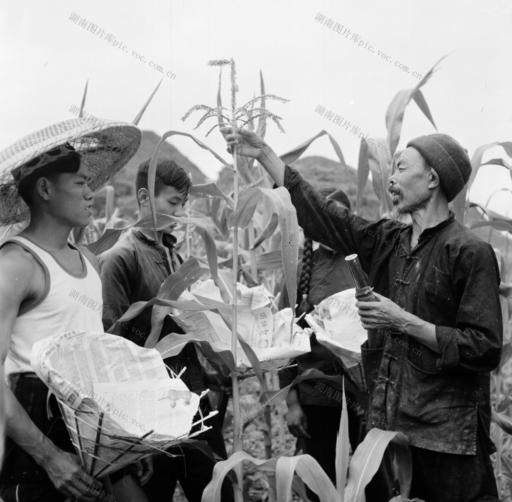 玉米 种植 养殖 水稻